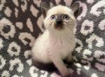 Blue eye baby - Siamese Kitten For Sale - West Springfield&comma; MA&comma; US
