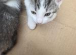 Cuties 123 - Domestic Kitten For Sale - Roosevelt&comma; NY&comma; US