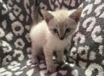 Beautiful baby - Siamese Kitten For Sale - West Springfield&comma; MA&comma; US