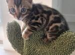 Shket - Bengal Kitten For Sale - Hollywood&comma; FL&comma; US