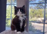 MC045 - Maine Coon Kitten For Sale - Los Angeles&comma; CA&comma; US