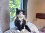 MC045 - Maine Coon Kitten For Sale - Los Angeles&comma; CA&comma; US