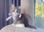 MC046 - Maine Coon Kitten For Sale - Los Angeles&comma; CA&comma; US