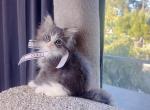 MC046 - Maine Coon Kitten For Sale - Los Angeles&comma; CA&comma; US