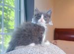MC047 - Maine Coon Kitten For Sale - Los Angeles&comma; CA&comma; US