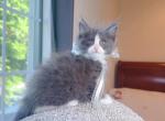 MC047 - Maine Coon Kitten For Sale - Los Angeles&comma; CA&comma; US