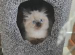 Yellow collar - Ragdoll Kitten For Sale - 