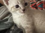 Nothing name - Thai Kitten For Sale - Baltimore&comma; MD&comma; US