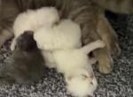 Exotic litter kittens - Exotic Kitten For Sale - 