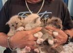 Ragdoll litter - Ragdoll Kitten For Sale - IN&comma; US