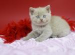 Yana - British Shorthair Kitten For Sale - Grayslake&comma; IL&comma; US