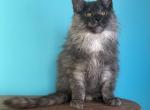 Tom - Maine Coon Kitten For Sale - Grayslake&comma; IL&comma; US