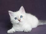 Gelli - Siberian Kitten For Sale - Grayslake&comma; IL&comma; US