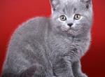 Dallas - British Shorthair Kitten For Sale - Grayslake&comma; IL&comma; US