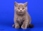 Daira - British Shorthair Kitten For Sale - Grayslake&comma; IL&comma; US
