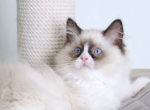 Sonic - Ragdoll Kitten For Sale - Brighton&comma; CO&comma; US