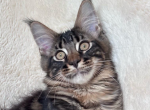 Ignate - Maine Coon Kitten For Sale - Brighton&comma; CO&comma; US