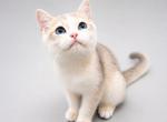 Velvet - British Shorthair Kitten For Sale - Pembroke Pines&comma; FL&comma; US