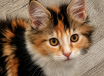 Versace - Maine Coon Kitten For Sale - Brighton&comma; CO&comma; US