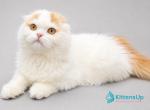 Pumpkin - Scottish Fold Kitten For Sale - Miami&comma; FL&comma; US