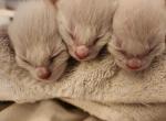 Siamese Kittens - Siamese Kitten For Sale - RI&comma; US