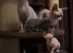 Sphynx kittens - Sphynx Kitten For Sale - Westfield&comma; MA&comma; US