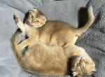 Scottish fold kittens  Miami FL - Scottish Fold Kitten For Sale - Hialeah&comma; FL&comma; US
