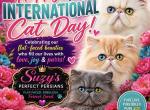 Snowball - Persian Kitten For Sale - 