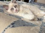 Summer Ragdoll Kittens Litter Ad - Ragdoll Kitten For Sale - Front Royal&comma; VA&comma; US