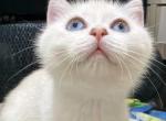 Tofu - British Shorthair Kitten For Sale - Manhattan&comma; NY&comma; US