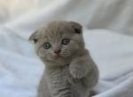Milo - British Shorthair Kitten For Sale - 