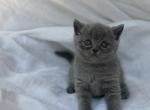 Luna - British Shorthair Kitten For Sale - 