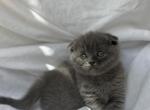 Bella - British Shorthair Kitten For Sale - Jacksonville&comma; FL&comma; US