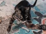 Rhamnousia - Bengal Cat For Sale/Retired Breeding - Charlestown&comma; IN&comma; US