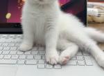 Snowy's Kittens - Scottish Straight Kitten For Sale - Finksburg&comma; MD&comma; US