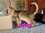 Star babies - Abyssinian Kitten For Sale - Hutchinson&comma; KS&comma; US