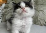 Luna - Munchkin Kitten For Sale - 