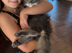 Blue and White Tabby - Maine Coon Cat For Sale - 