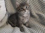 Percy - American Shorthair Kitten For Sale - Memphis&comma; TN&comma; US