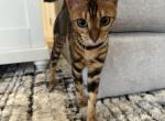 Bengal Kitten - Bengal Cat For Sale - Camarillo&comma; CA&comma; US