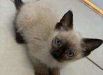 Tobby - Siamese Kitten For Sale - 