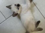 Mia - Siamese Kitten For Sale