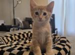 Sunny - American Shorthair Kitten For Sale - Memphis&comma; TN&comma; US