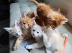 Creamsicle Litter - Maine Coon Kitten For Sale - Palmer&comma; MA&comma; US