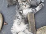 2 boys 1 girl - Manx Kitten For Sale - Willow Spring&comma; NC&comma; US