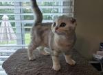 Martha - Scottish Fold Kitten For Sale - Holland&comma; PA&comma; US