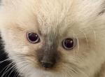 Kiwi - Ragdoll Kitten For Sale - 