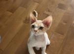 Cheese - Devon Rex Kitten For Sale - Newark&comma; CA&comma; US