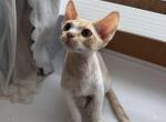 Cheese - Devon Rex Kitten For Sale - 