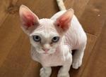 Milk - Devon Rex Kitten For Sale - 